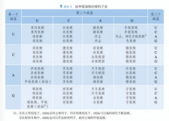 高中生物里，为什么一个密码子只对应一个氨基酸，不会有零个或者 2 个吗?